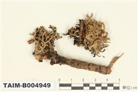 藏品(袋梅衣屬)的圖片